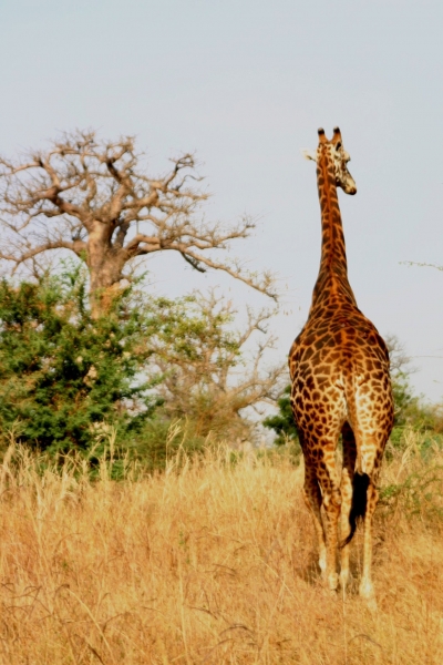 Senegal (80)