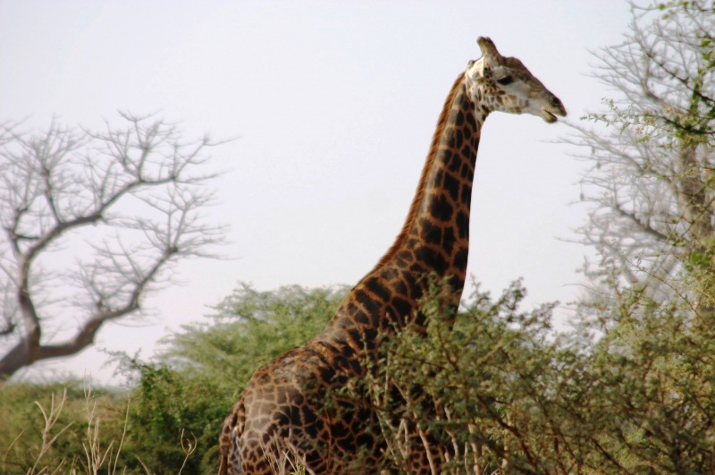 Senegal (81)