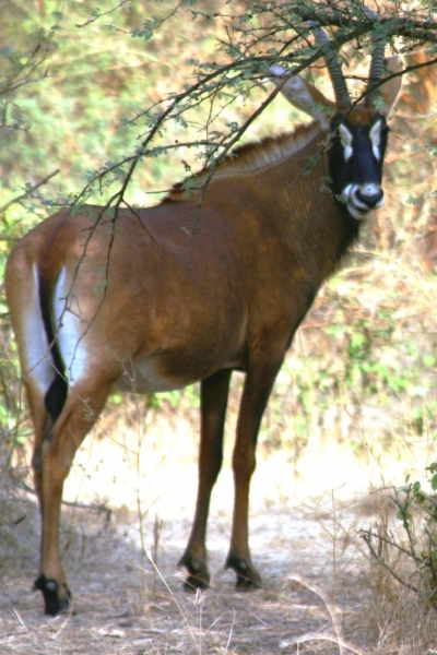 Senegal (83)