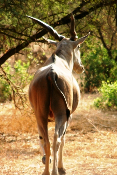 Senegal (84)