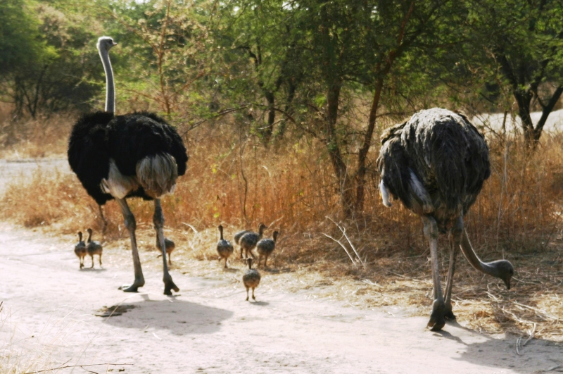 Senegal (87)