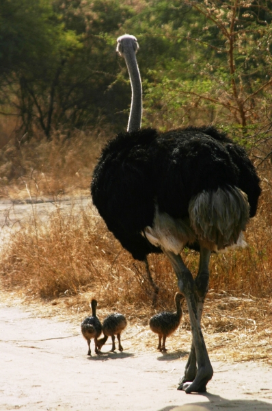Senegal (88)