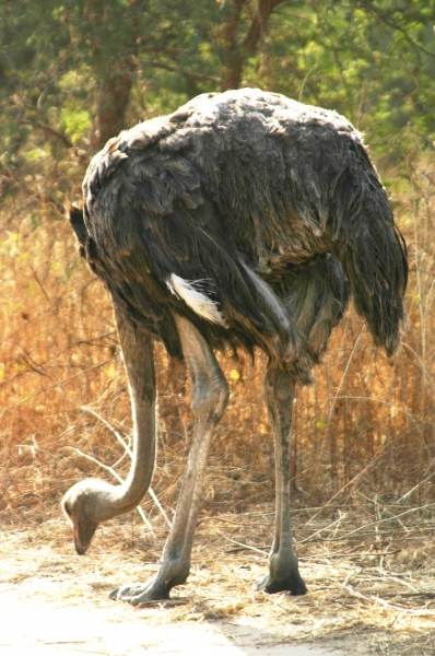 Senegal (89)