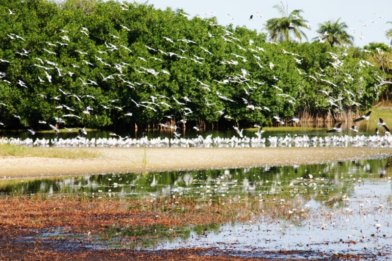 Senegal (95)
