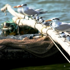 Senegal (12)