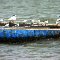 Senegal (13)