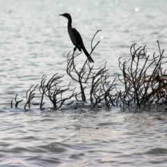 Senegal (17)