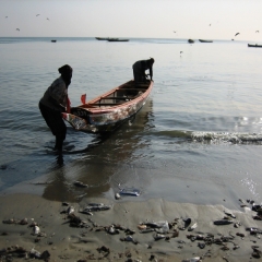 Senegal (18)
