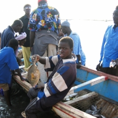 Senegal (33)