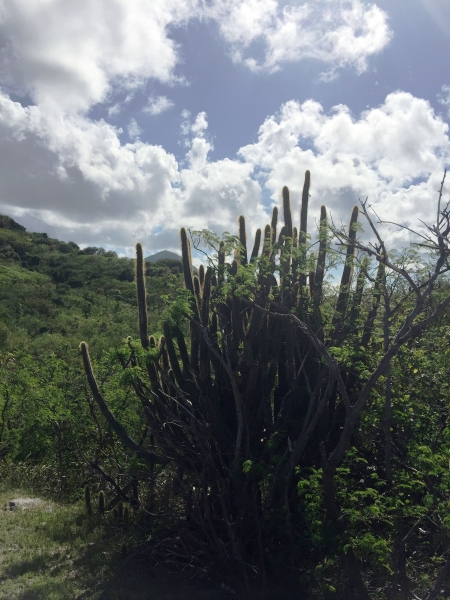 Sint Maarten (52)