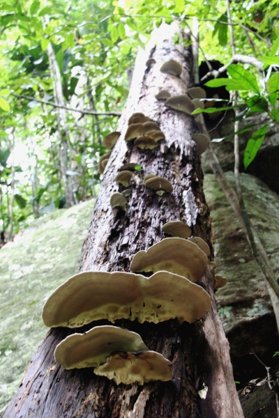 Sri Lanka (114)