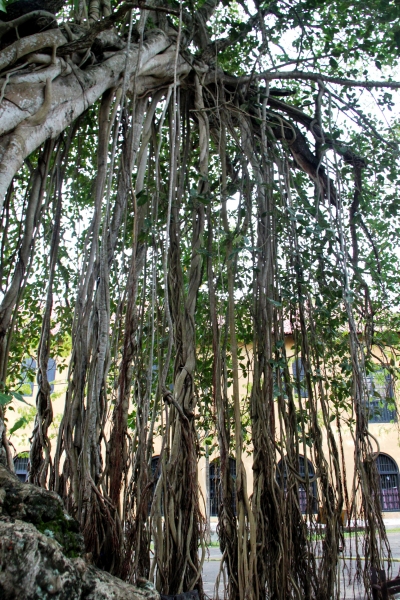 Sri Lanka (168)
