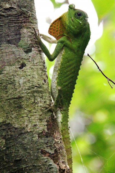 Sri Lanka (178)