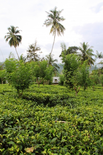Sri Lanka (203)