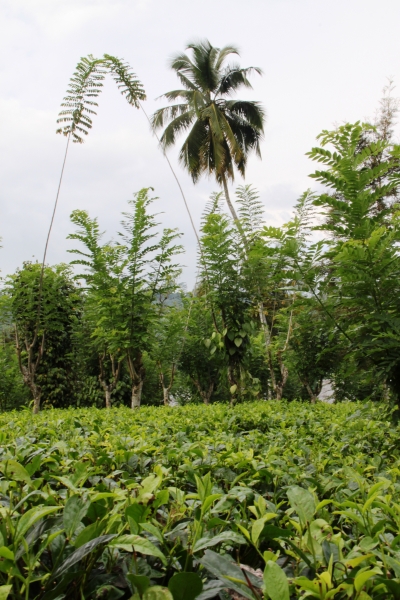 Sri Lanka (204)