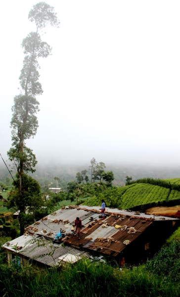 Sri Lanka (216)