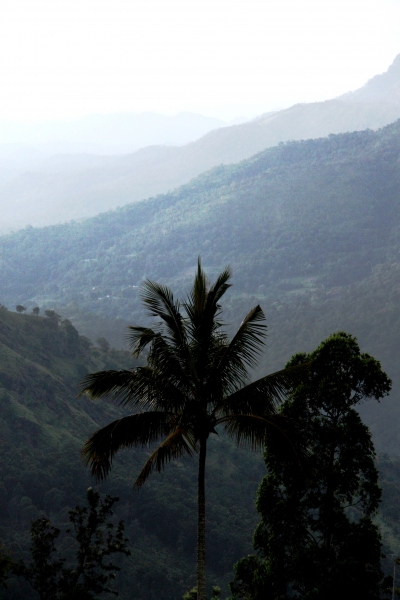Sri Lanka (239)