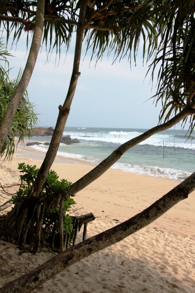 Sri Lanka (244)
