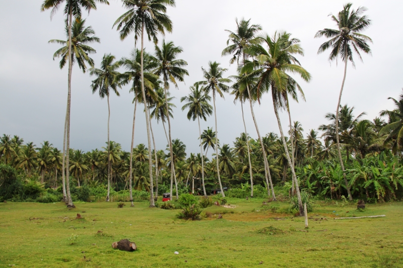 Sri Lanka (248)