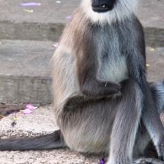 Sri Lanka (18)