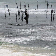 Sri Lanka (35)