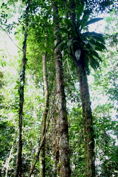 Suriname (13)