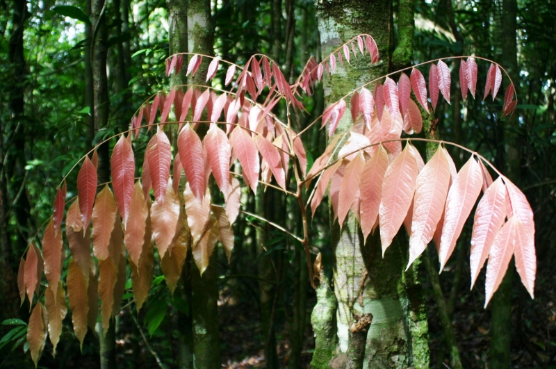 Suriname (15)