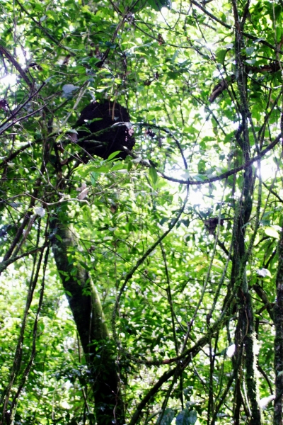 Suriname (9)