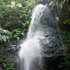 Suriname (1)