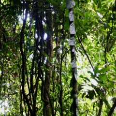 Suriname (10)