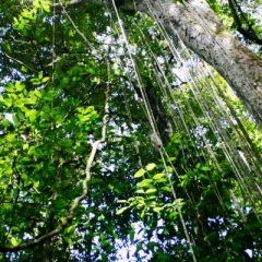 Suriname (12)