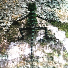 Suriname (21)