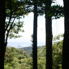 Suriname (7)