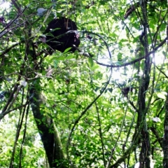 Suriname (9)