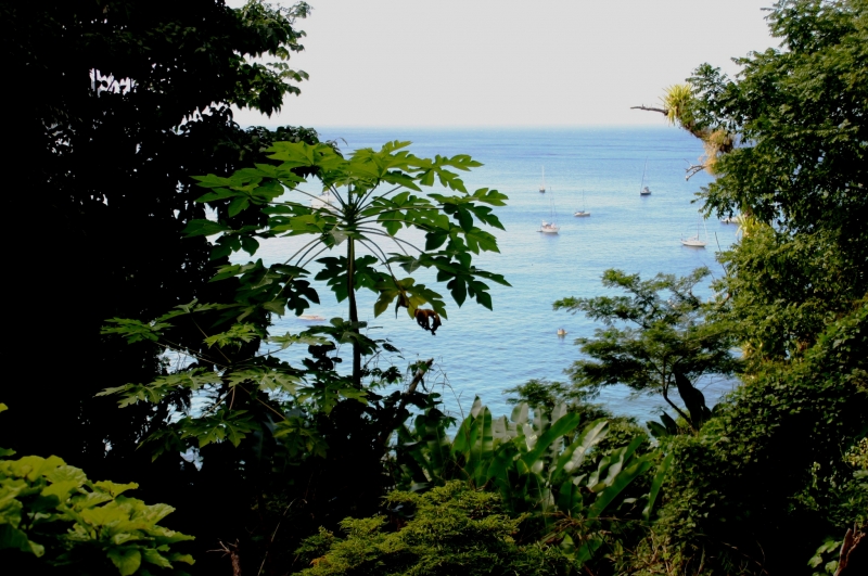 Tobago - Charlotteville (7)