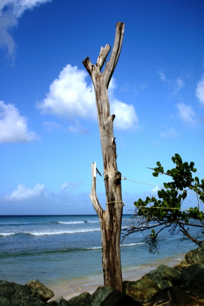 Tobago - Crownspoint (11)