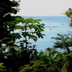 Tobago - Charlotteville (7)