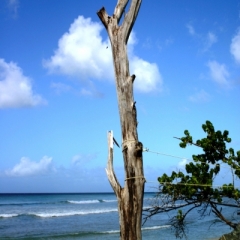 Tobago - Crownspoint (11)