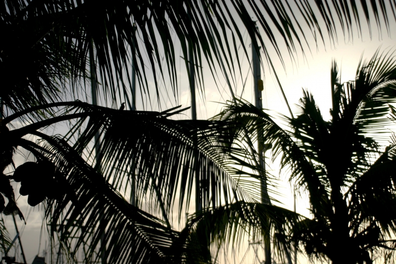 Trinidad - Chaguaramas (1)
