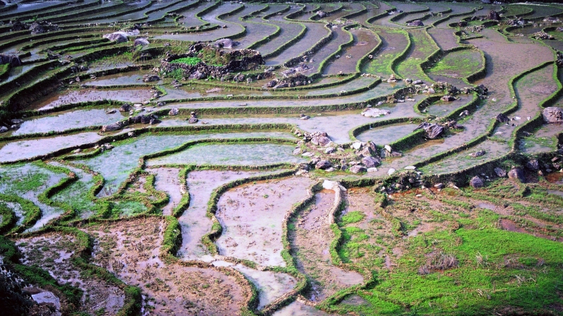 Vietnam (46)
