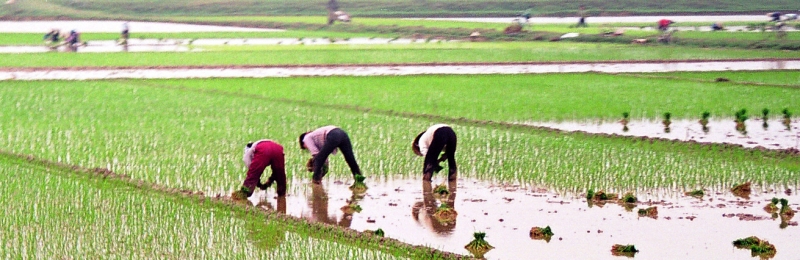 Vietnam (49)