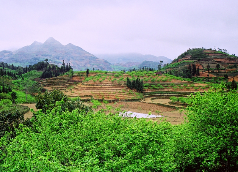 Vietnam (50a)