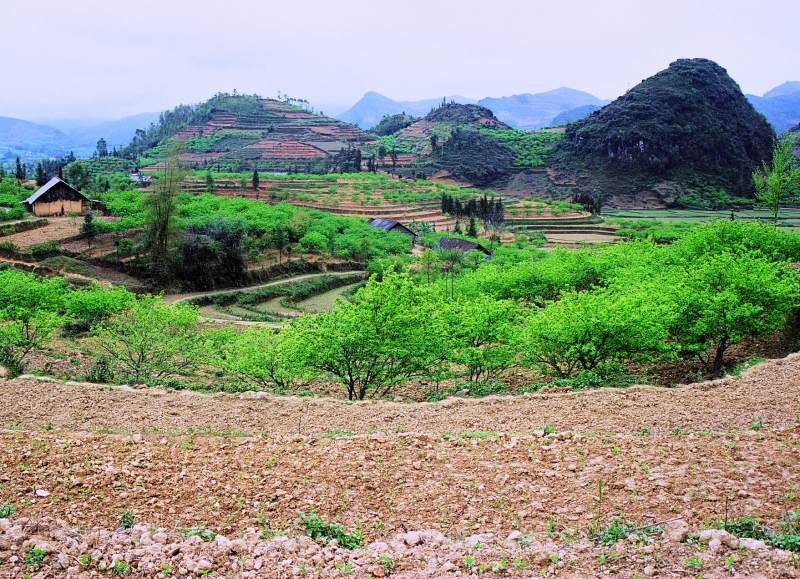 Vietnam (51)