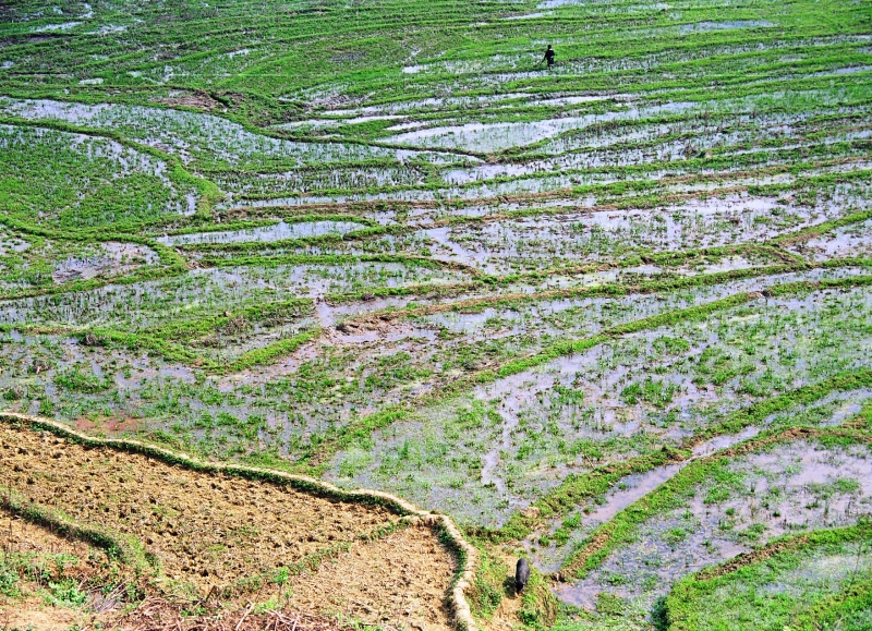 Vietnam (51a)