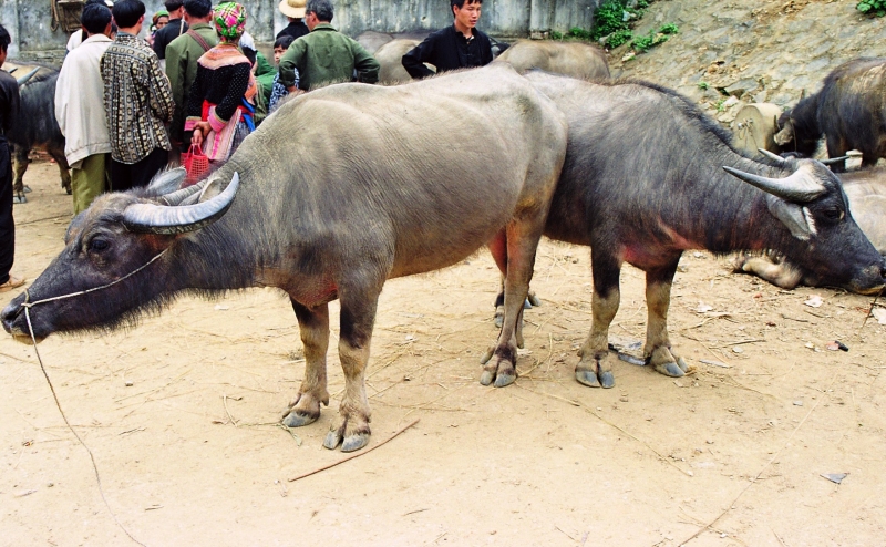 Vietnam (82)