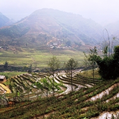 Vietnam (43)