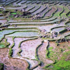 Vietnam (46)