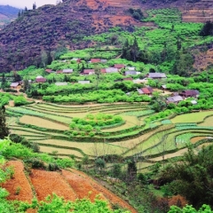 Vietnam (50)