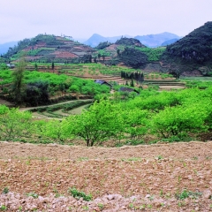 Vietnam (51)