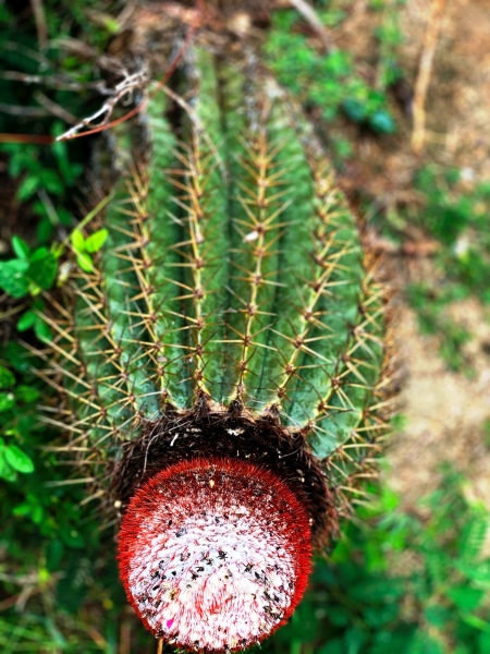 Virgin-Island-Gorda-48